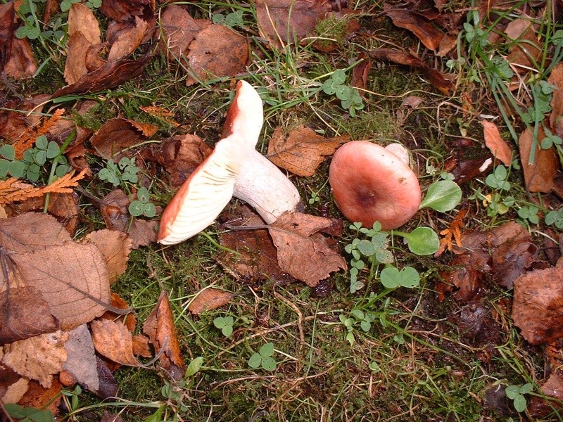 Quelques photos de champignons trouvés dans mon jardin  Dscf0118