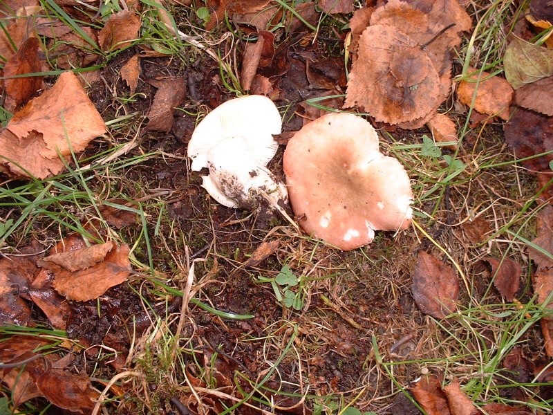 Quelques photos de champignons trouvés dans mon jardin  Dscf0120