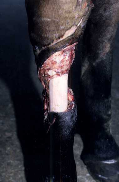 My Endurance horses Injury10