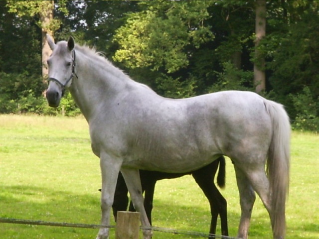 Beaux chevaux 006110