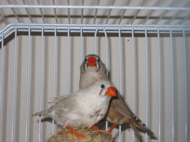 Les oiseaux de Nanou 006610