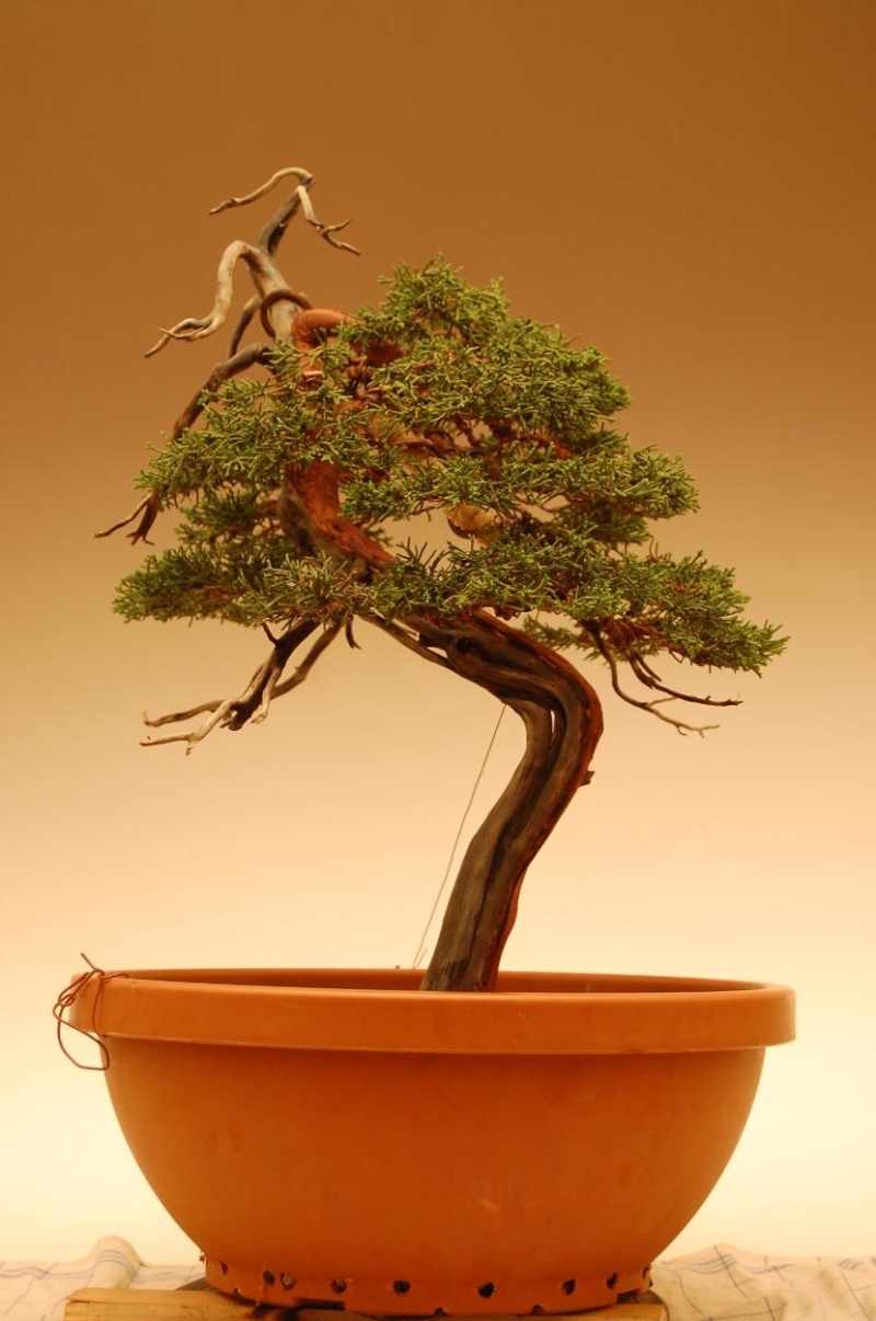 Juniperus Chinensis Back-b10