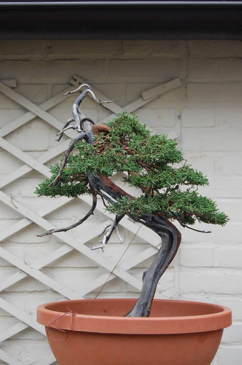 Juniperus Chinensis Chin-n11