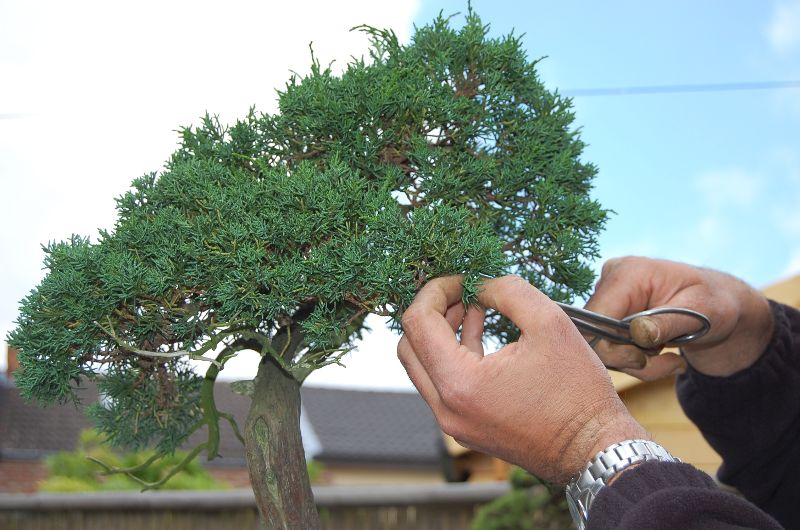 Juniperus Chinensis Chin_210