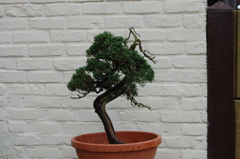 Juniperus Chinensis Finish10