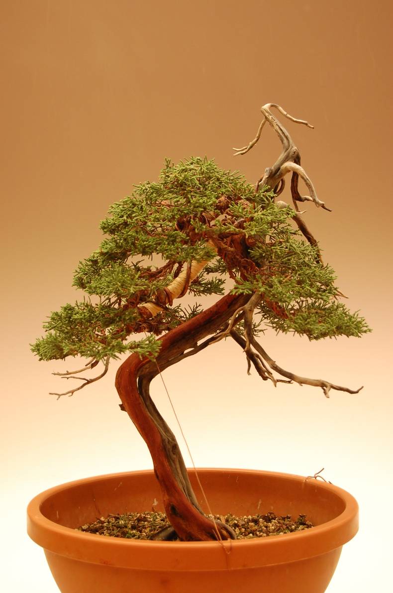 Juniperus Chinensis Hm11