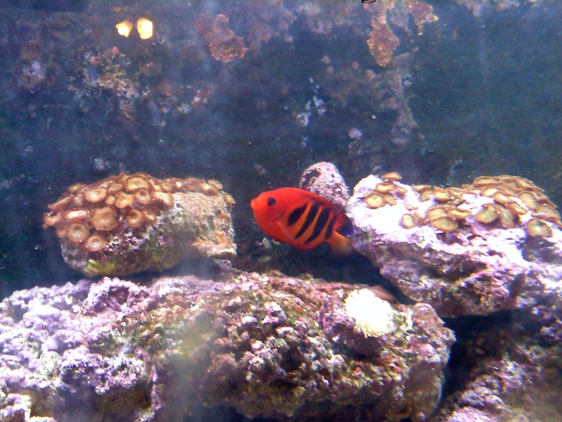 SW Fish pics Flame_13