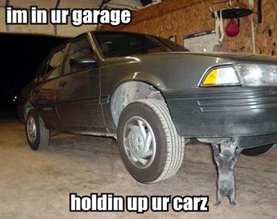 Funny Pictures! Lolcat10