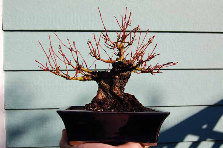 Shohin Japanese maple--progress over seven years Nov09_11