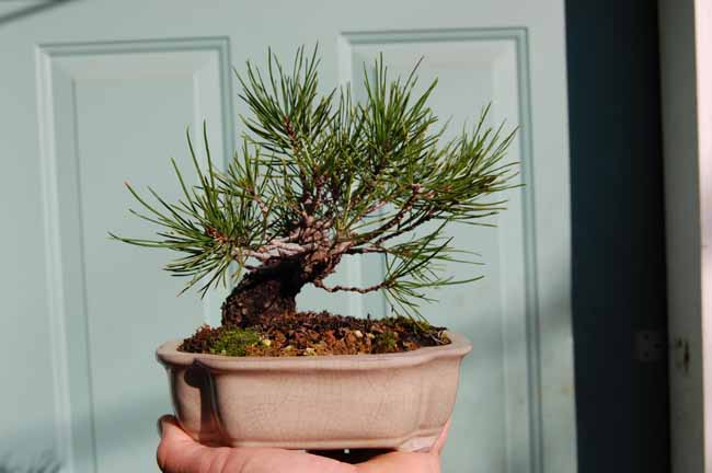 Pinus contorta shohin Oct09_16