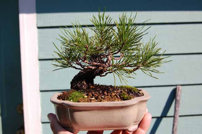Pinus contorta shohin Oct09_17