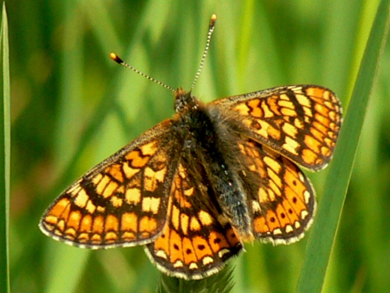 Papillons de Haute-Garonne 1 056p1010