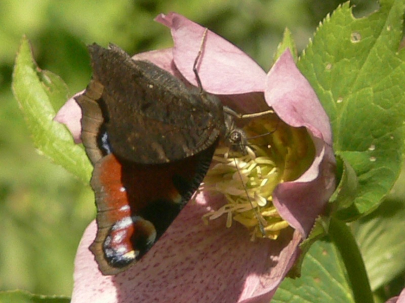 Papillons de Haute-Garonne 1 064p1010