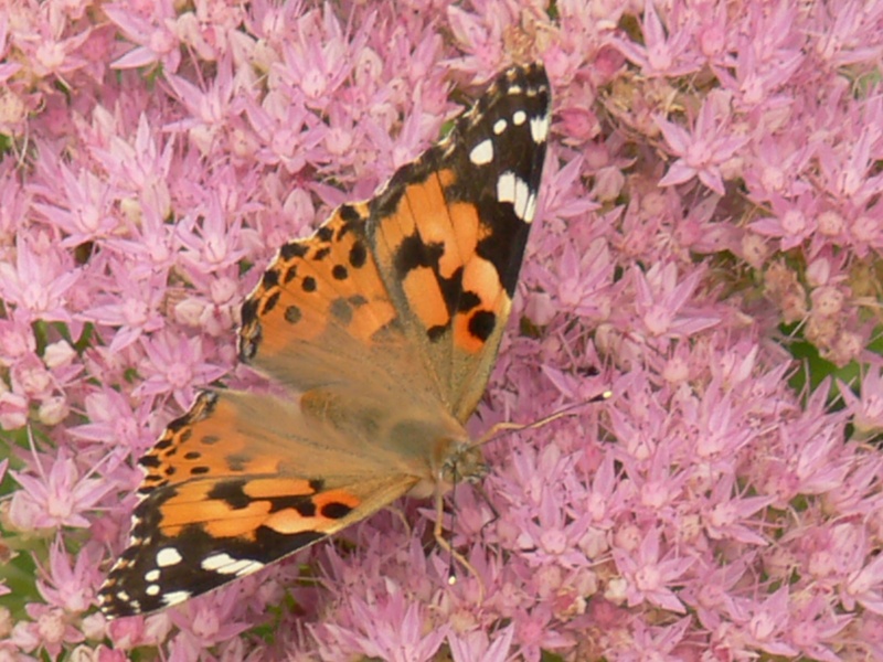 Papillons de Haute-Garonne 1 069p1010