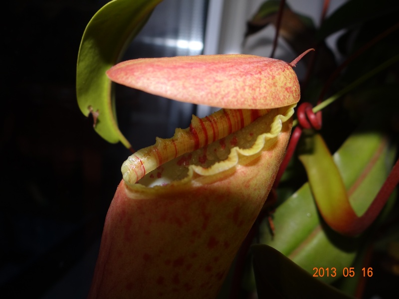 Nepenthes Linda urne spéciale 00310