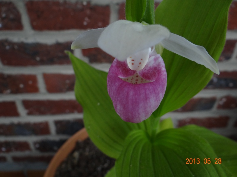 Floraison cypripedium reginae 00810