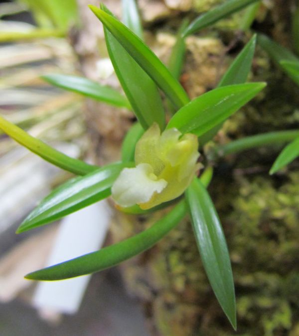 Christensonella uncata ( ex. Maxillaria uncata ) Img_1523