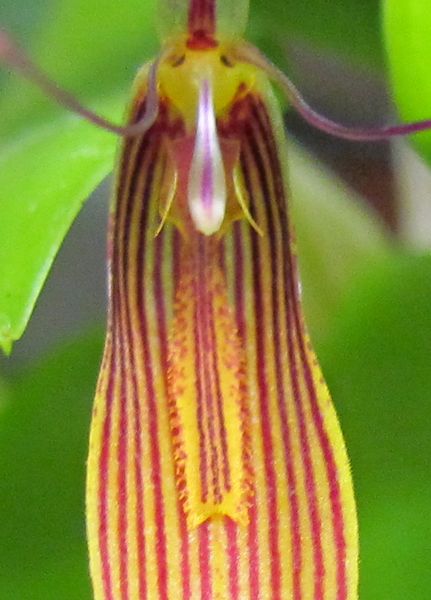 Restrepia  Img_1525