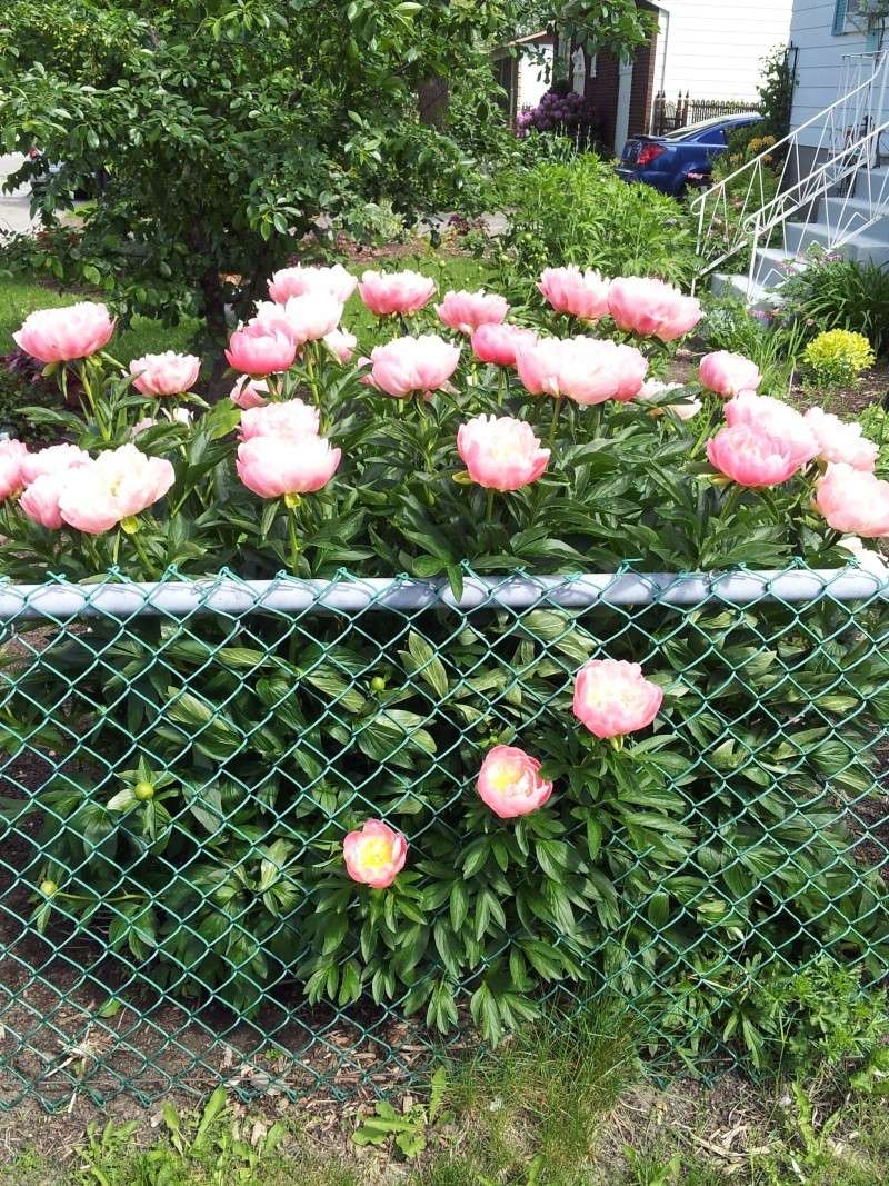 Paeonia Pink Hawaiin Coral Pivoin11