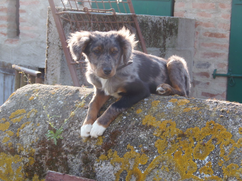 Pouvez vous m'aider a trouver le croisement ou race de ce chien ? P4281312