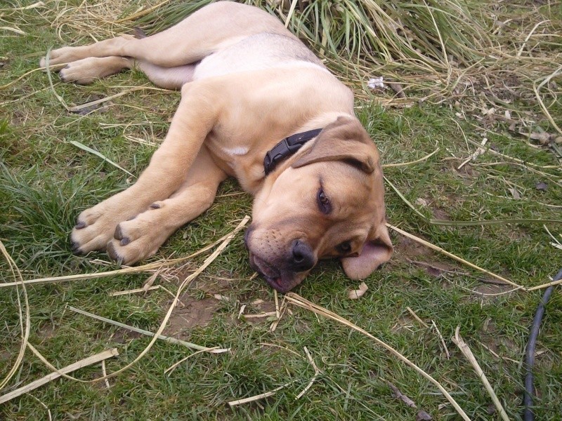 Hina (croisé dogue de bordeau et cane corso) - Page 3 Photo219