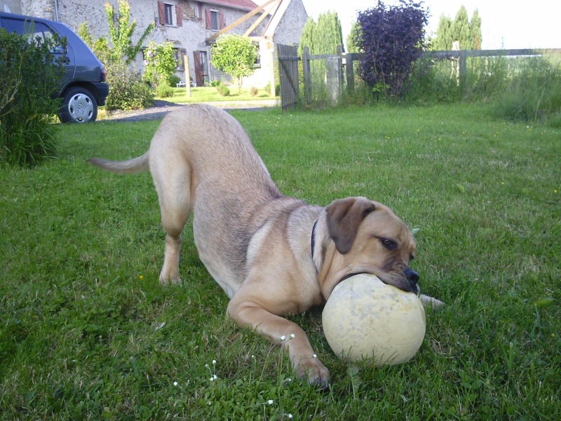 Hina (croisé dogue de bordeau et cane corso) - Page 3 Photo223