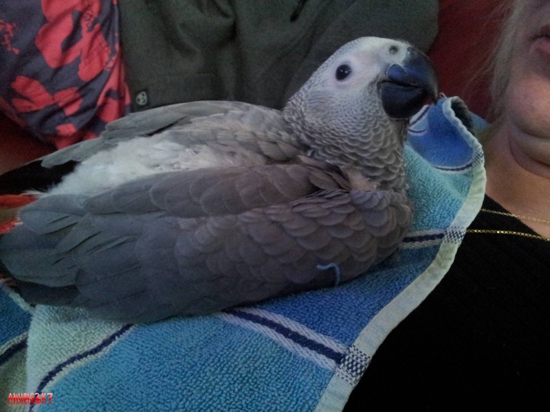 mon pigeon 3_210