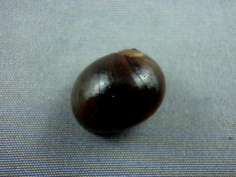 Natica fasciata - (Röding, 1798) Bivalv16