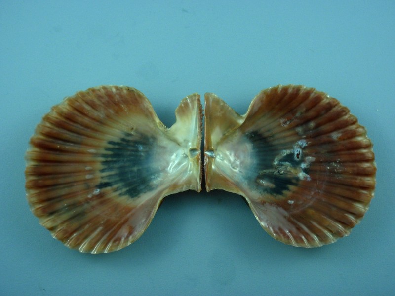 Mimachlamys asperrima (Lamarck, 1819)  Chama_13