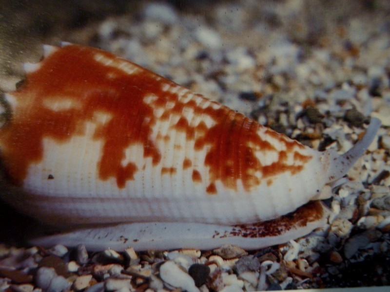 Conus (Phasmoconus) goudeyi   Monnier & Limpalaër, 2012 Merlet10