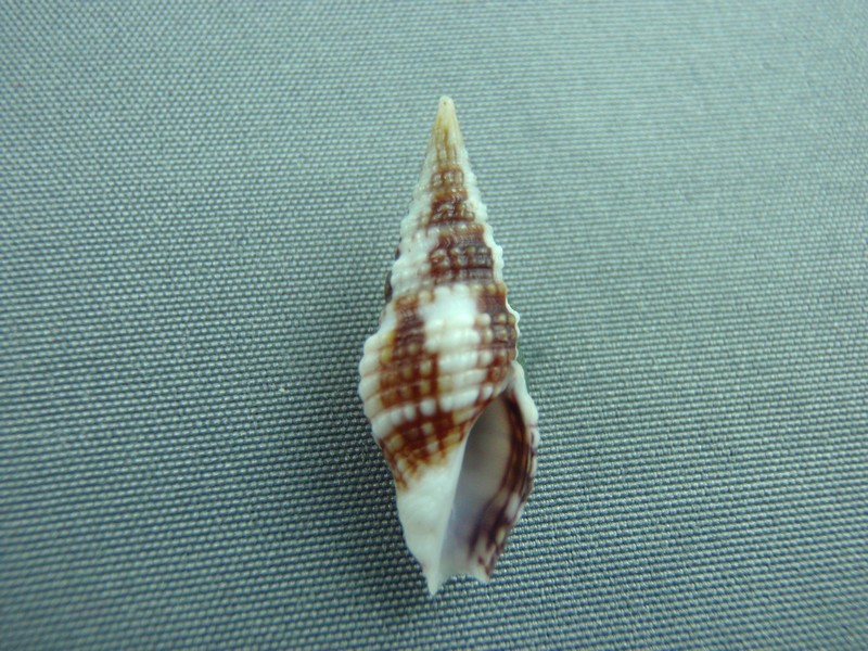 Horaiclavidae - Vexitomina regia (Reeve, 1842) Omaria20