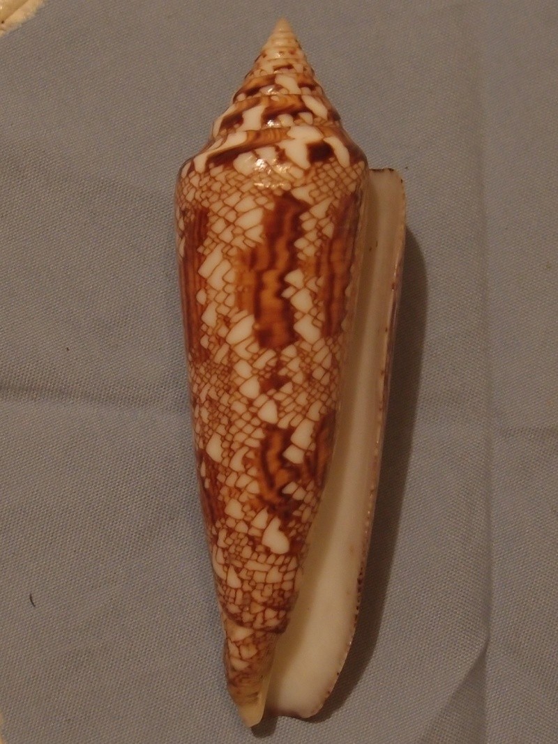 Conus (Cylinder) bengalensis Okutani, 1968 - Page 2 P5192819