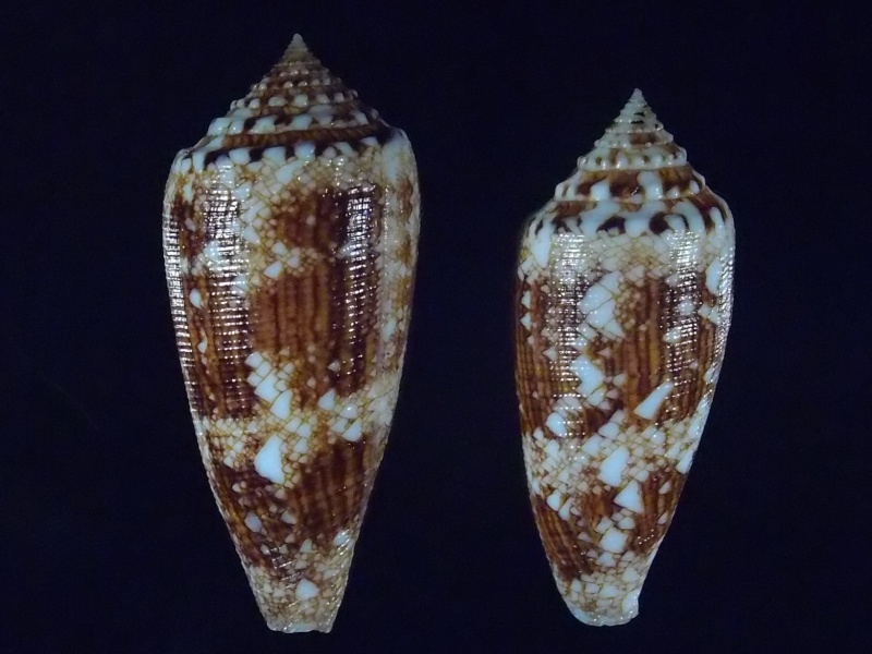 Conus (Cylinder) tagaroae - (Limpalaër & Monnier, 2013) P5192820