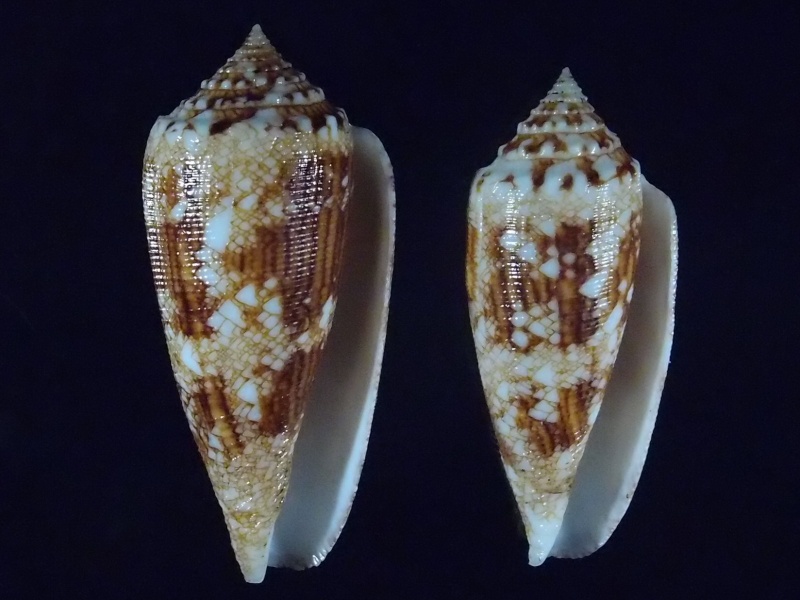 Conus (Cylinder) tagaroae - (Limpalaër & Monnier, 2013) P5192821