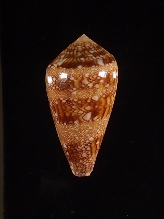 Conus (Cylinder) dalli   Stearns, 1873 P5252923