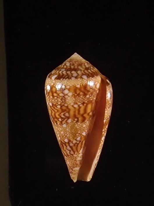 Conus (Cylinder) dalli   Stearns, 1873 P5252925
