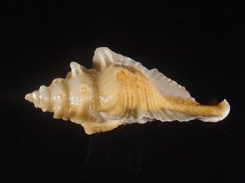 Pterochelus triformis (Reeve, 1845) P6053011