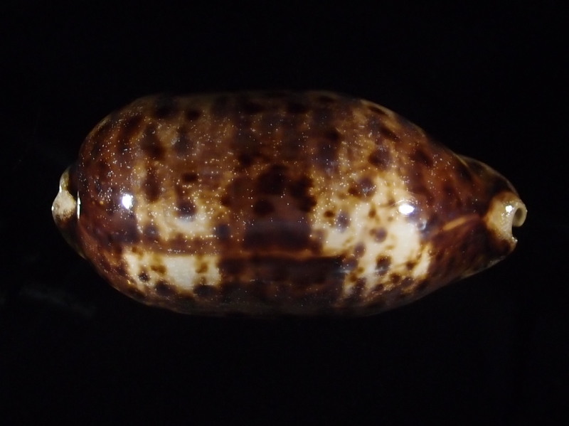 Chelycypraea testudinaria (Linnaeus, 1758) P6163340