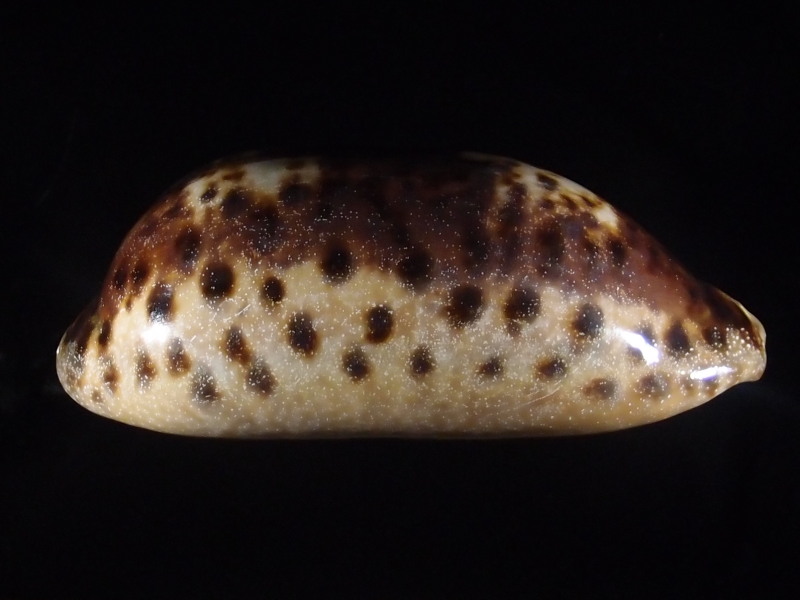 Chelycypraea testudinaria - (Linnaeus, 1758) P6163342