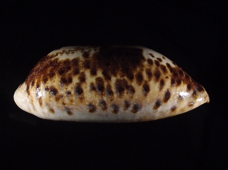 Chelycypraea testudinaria - (Linnaeus, 1758) P6163345