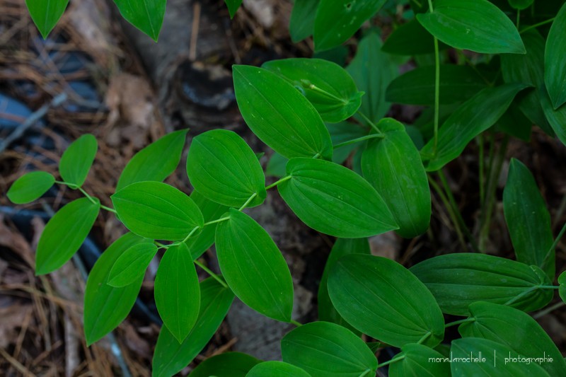 Uvularia grandiflora et perfoliata  Uvular10