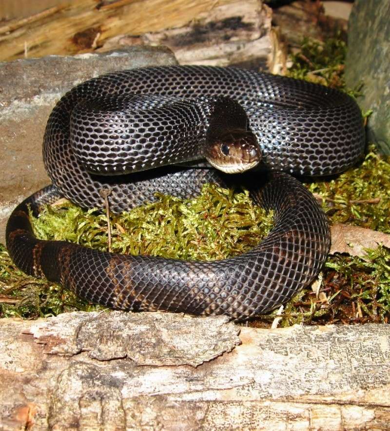 Shooting photo naturel (black pine snake) Img_0615