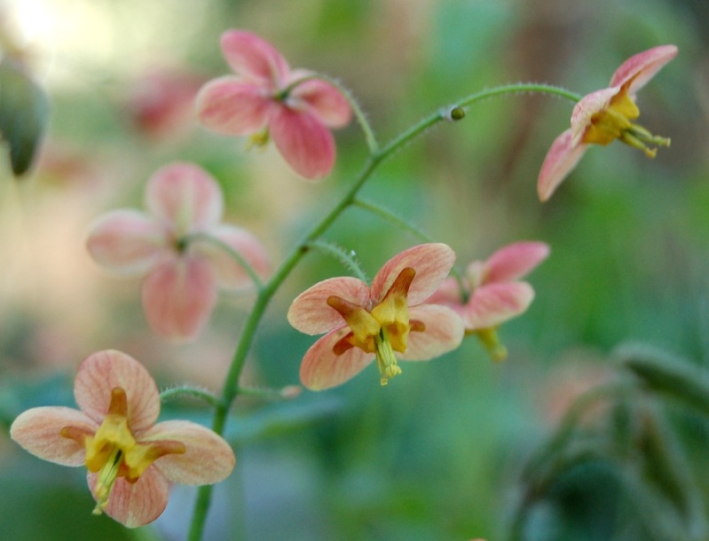 Epimedium - Page 3 Dsc_0015