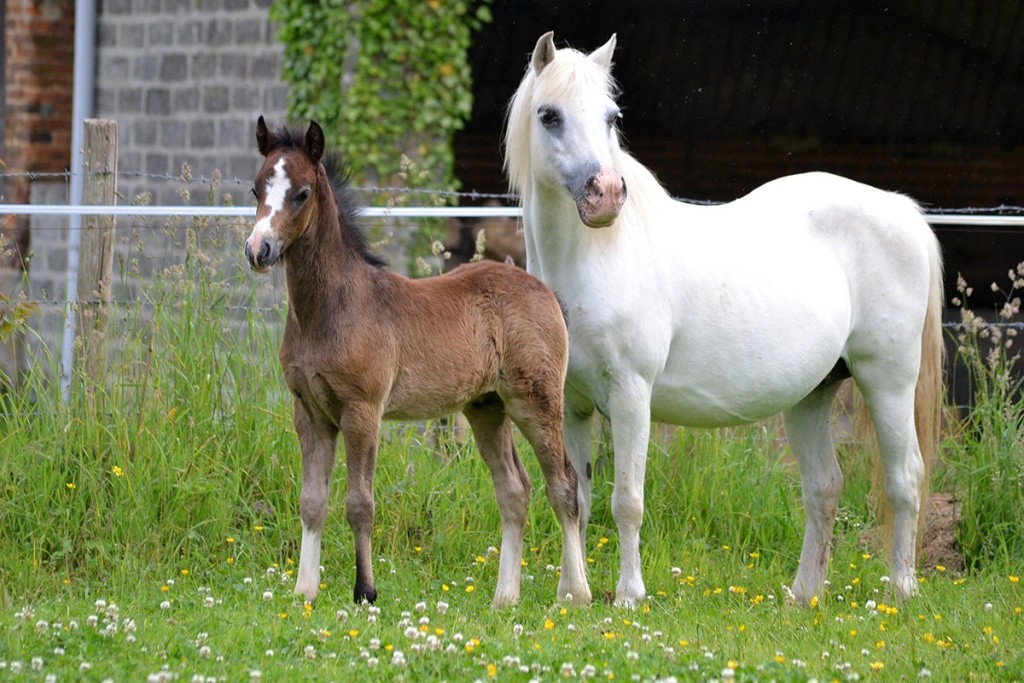 Adorable foal Welsh Mountain 18-06-10