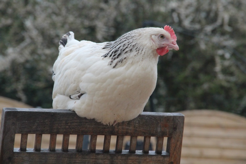 nouvelle ! Img_0710