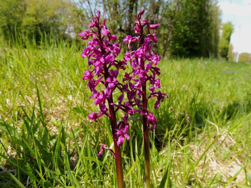 Orchidées sauvages de France de 2013 - Page 2 Anacam10