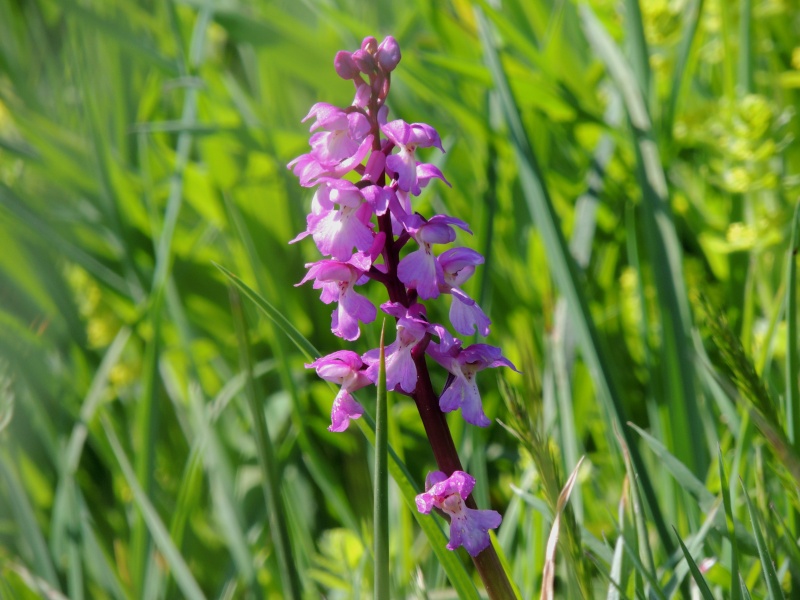 Orchidées sauvages de France de 2013 - Page 2 Anacam13