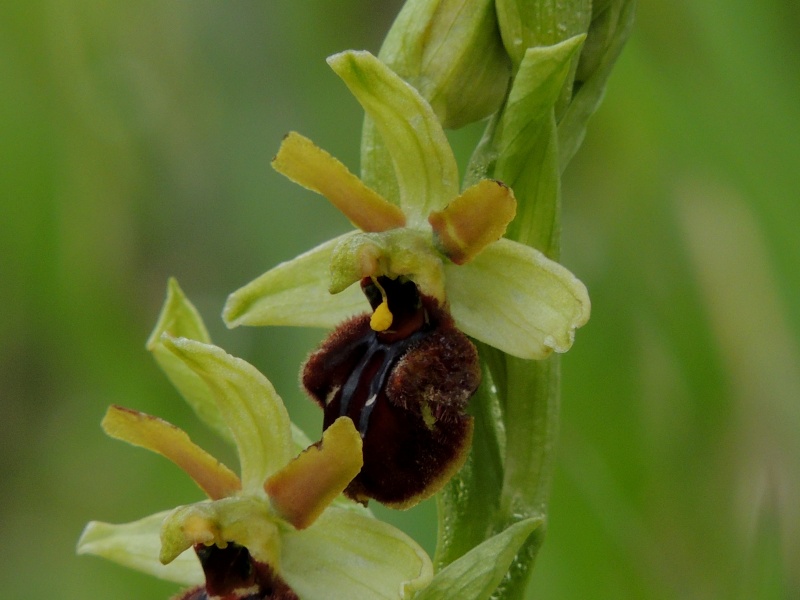 Orchidées sauvages de France de 2013 - Page 2 Ophrys15