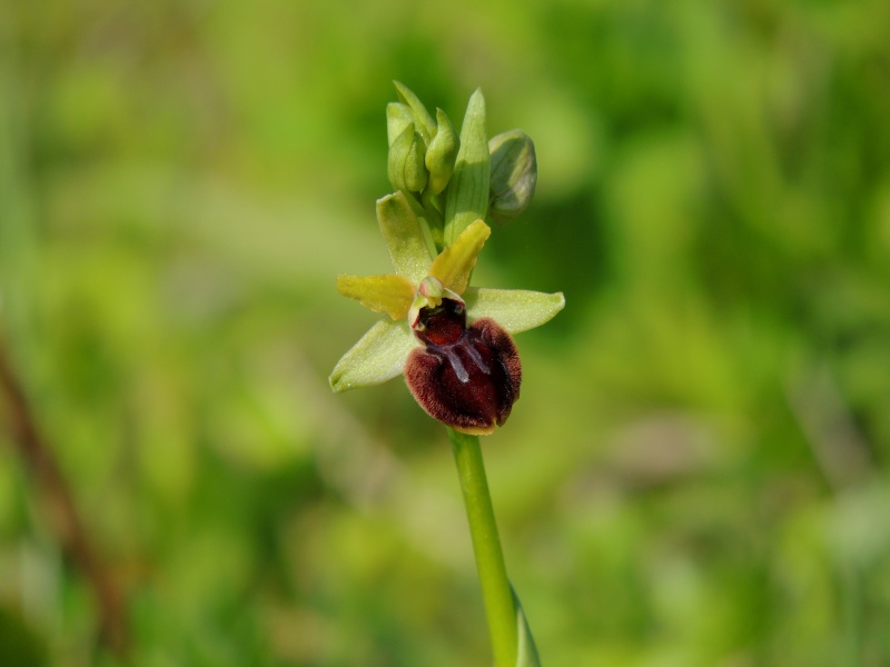 Orchidées sauvages de France de 2013 - Page 2 Ophrys18