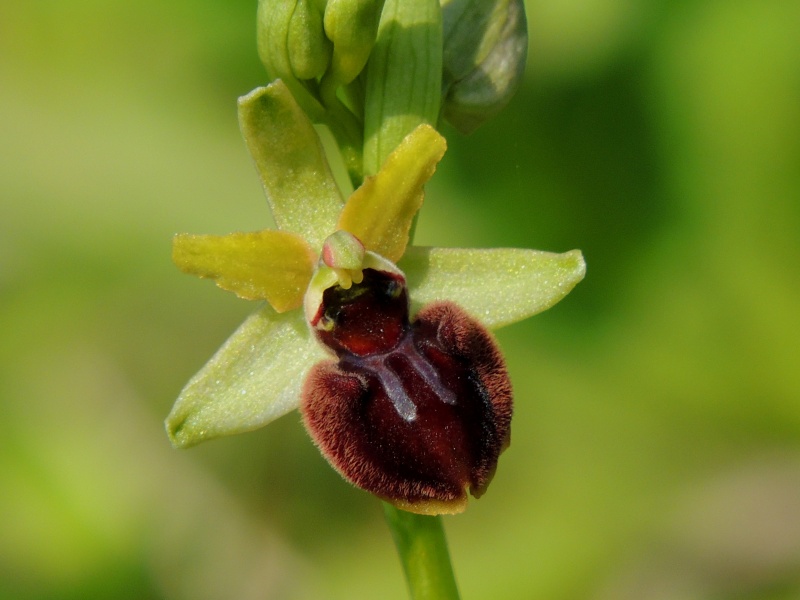 Orchidées sauvages de France de 2013 - Page 2 Ophrys19